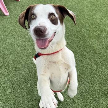 Hot Pawkit -  Basset Hound and Pointer Dog Available for Adoption in Chattanooga, Tennessee - Hot Pawkit | PetCurious