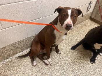 CARRIE -  Pit Bull Terrier and Mixed Breed Dog for Adoption in Colorado Springs, Colorado - CARRIE | PetCurious