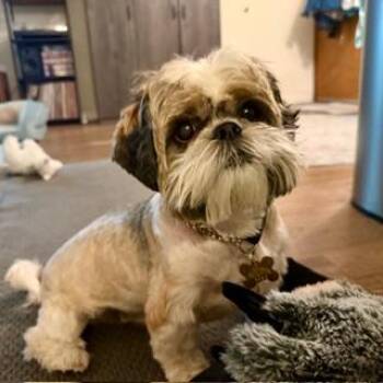 Rescue Shih Tzu Dogs for Adoption in Santa Monica, California - LESTER | PetCurious