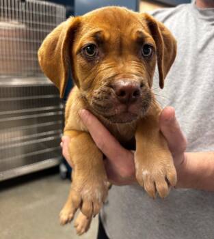 Cecilia -  Boxer Dog for Adoption in Greenfield, Indiana - Cecilia | PetCurious