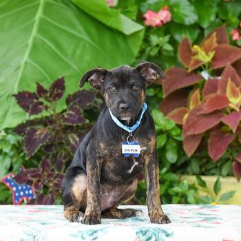 Jefferson -  Labrador Retriever Dog for Adoption in Wake Forest, North Carolina - Jefferson | PetCurious