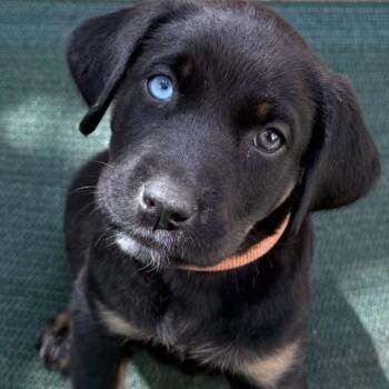 Labrador Retriever and Shepherd Dogs Available for Adoption in Agua Dulce, California - Aria | PetCurious