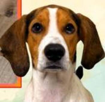 Daisy Mae -  Foxhound Dog for Adoption in Paris, Kentucky - Daisy Mae | PetCurious