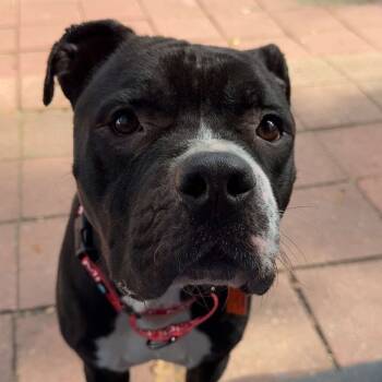 Rescue Pit Bull Terrier Dogs for Adoption in Savannah, Georgia - Hugo | PetCurious