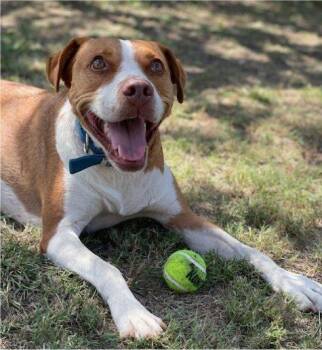 Tex -  Boxer and Terrier Dog for Adoption in Fort Worth, Texas - Tex | PetCurious