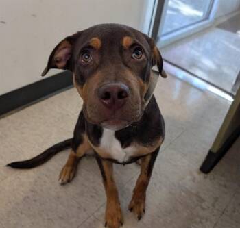 Baxter A220020 -  Rottweiler Dog for Adoption in Plano, Texas - Baxter A220020 | PetCurious