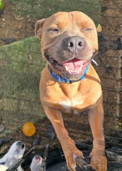 Rescue Pit Bull Terrier Dogs for Adoption in Tehachapi, California - Sal | PetCurious