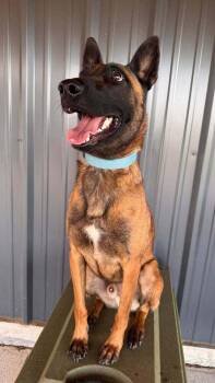 Belgian Shepherd Malinois Dogs Available for Adoption in Imlay City, Michigan - Jake- Located In Oklahoma | PetCurious