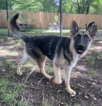 Shepherd Dogs Available for Adoption in Little Rock, Arkansas - Jordan | PetCurious