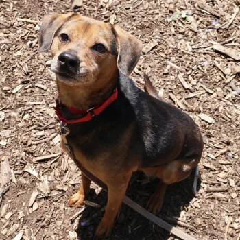 Terrier and Hound Dogs Available for Adoption in Briarcliff Manor, New York - Letty | PetCurious