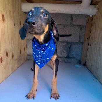 Espresso -  Coonhound and Mixed Breed Dog for Adoption in Tampa, Florida - Espresso | PetCurious