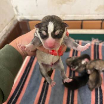 Finn D11622 -  Husky Dog for Adoption - Finn D11622 | PetCurious