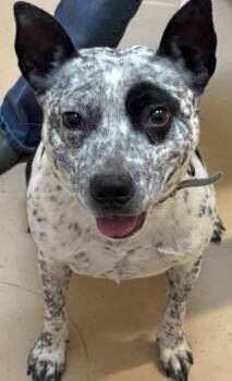 Australian Cattle Dog Blue Heeler Dogs Available for Adoption in Elizabethton, Tennessee - SPOT | PetCurious
