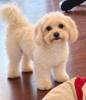 Moses -  Maltipoo Dog for Adoption in Sudbury, Massachusetts - Moses | PetCurious