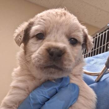Mixed Breed Dogs Available for Adoption in Flagstaff, Arizona - Lucinda | PetCurious