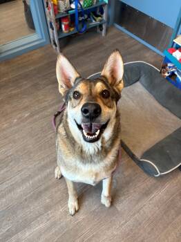 German Shepherd Dog Dogs Available for Adoption in Leavenworth, Kansas - 26-0138 "Duke" | PetCurious