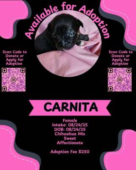 Rescue Chihuahua and Terrier Dogs for Adoption in Chelsea, Alabama - Carnita (Jill’s Litter) | PetCurious