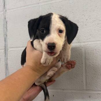 Oregano -  Mixed Breed Dog for Adoption in Pine Bluff, Arkansas - Oregano | PetCurious