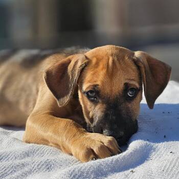 German Shepherd Dog Dogs Available for Adoption - Kiro | PetCurious