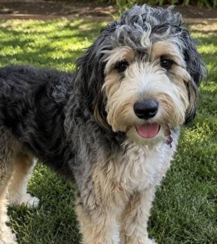 Amma -  Bernadoodle and Poodle Dog for Adoption in Cerritos, California - Amma | PetCurious