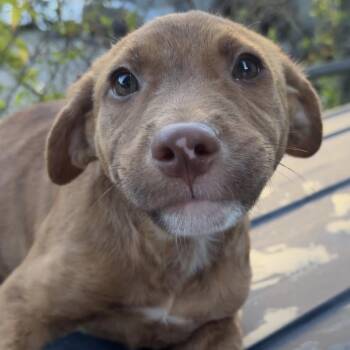 Nadim -  Mixed Breed Dog for Adoption in Englewood, Florida - Nadim | PetCurious