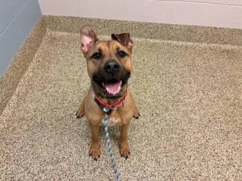 RALPHIE -  Pit Bull Terrier Dog for Adoption in Colorado Springs, Colorado - RALPHIE | PetCurious