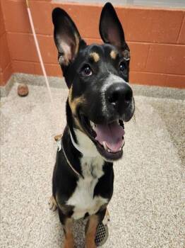 BLUE -  German Shepherd Dog and Mixed Breed Dog for Adoption in Pueblo, Colorado - BLUE | PetCurious