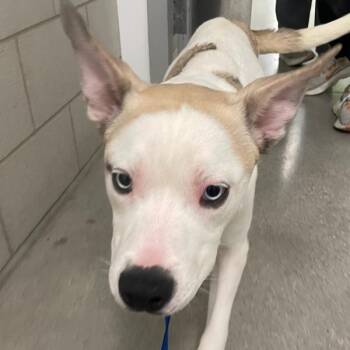 Feta -  Siberian Husky Dog for Adoption in Des Moines, Iowa - Feta | PetCurious