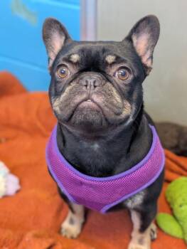 Jocelyn -  French Bulldog Dog for Adoption in Defiance, Ohio - Jocelyn | PetCurious