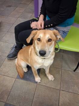 Rescue Mixed Breed Dogs for Adoption in El Paso, Texas - 59841735 | PetCurious