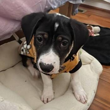 Mixed Breed Dogs Available for Adoption - Mica | PetCurious