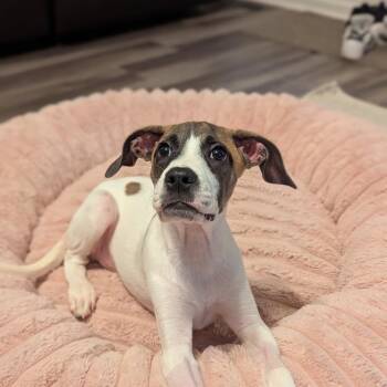 Iggy ( Igloo) -  Labrador Retriever and Hound Dog for Adoption in Kannapolis, North Carolina - Iggy ( Igloo) | PetCurious