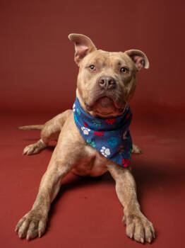 Rescue Fox Terrier and Pit Bull Terrier Dogs for Adoption in Atlanta, Georgia - Negan | PetCurious