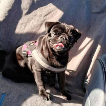 Rescue Pug Dogs for Adoption in Alvin, Texas - Max | PetCurious