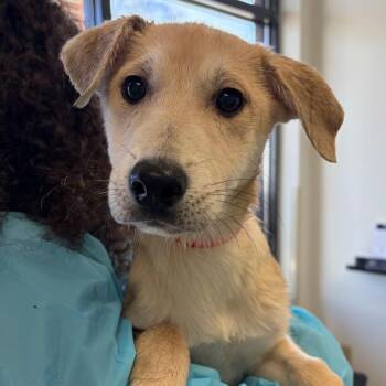 Husky and Mixed Breed Dogs Available for Adoption - Nova | PetCurious