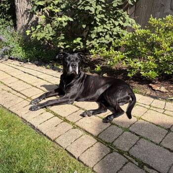 Jay -  Pit Bull Terrier and Black Labrador Retriever Dog for Adoption in Northbrook, Illinois - Jay | PetCurious