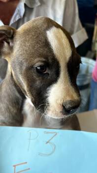 Pit Bull Terrier Dogs Available for Adoption in Boone, Colorado - Anne | PetCurious