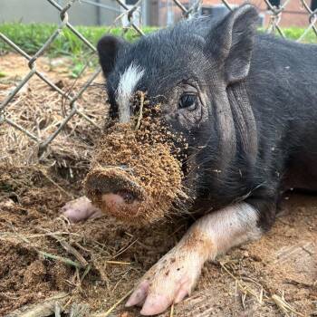 Albert Einswine -  Mixed Breed Dog for Adoption in Hamilton, Georgia - Albert Einswine | PetCurious