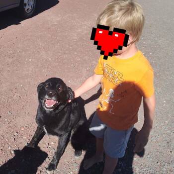 Ranger -  Border Collie and Black Labrador Retriever Dog for Adoption in Bend, Oregon - Ranger | PetCurious