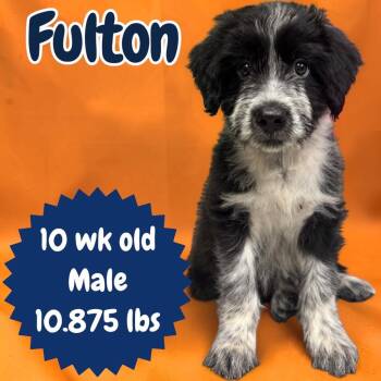 Fulton -  Mixed Breed Dog for Adoption in Sorrento, Louisiana - Fulton | PetCurious