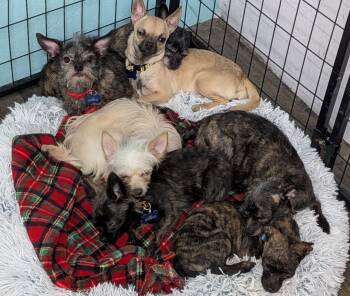 Chihuahua and Terrier Dogs Available for Adoption - Lots Of Littles | PetCurious