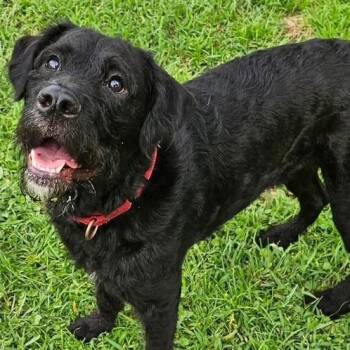 Boogie -  Schnauzer and Wirehaired Terrier Dog for Adoption in Farmington, Connecticut - Boogie | PetCurious