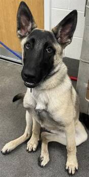 GIOVANNI -  Belgian Shepherd Malinois and Mixed Breed Dog for Adoption - GIOVANNI | PetCurious