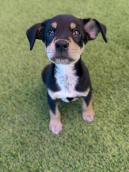 Harper -  Hound Dog for Adoption in Glendale, Arizona - Harper | PetCurious
