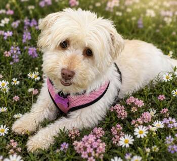 Havanese Dogs Available for Adoption in Livonia, Michigan - Tulip In San Antonio, Florida | PetCurious