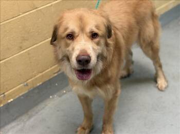 Golden Retriever Dogs Available for Adoption - ARMSTRONG | PetCurious