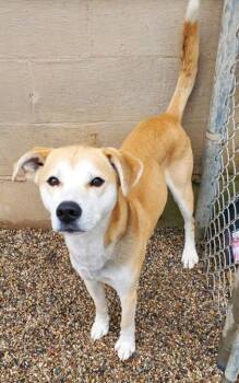 Labrador Retriever Dogs Available for Adoption in Lake City, Michigan - Callaway (7005) | PetCurious