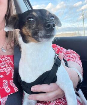 Penguin -  Rat Terrier Dog for Adoption in New Bern, North Carolina - Penguin | PetCurious