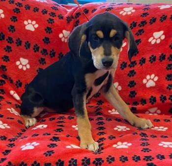 Rescue Black And Tan Coonhound and Mixed Breed Dogs for Adoption in Largo, Florida - Peter | PetCurious