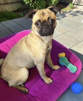 Lady -  Pug Dog for Adoption in Camp Pendleton North, California - Lady | PetCurious